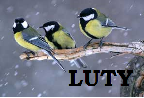 luty