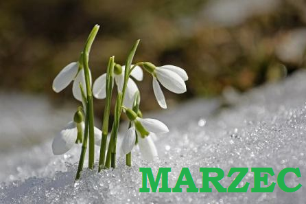 MARZEC