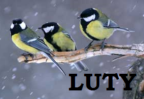 Luty