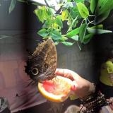 Amazing Butterflies – Wystawa żywych motyli w Aquapark Polkowice