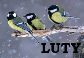 luty