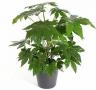 fatsia